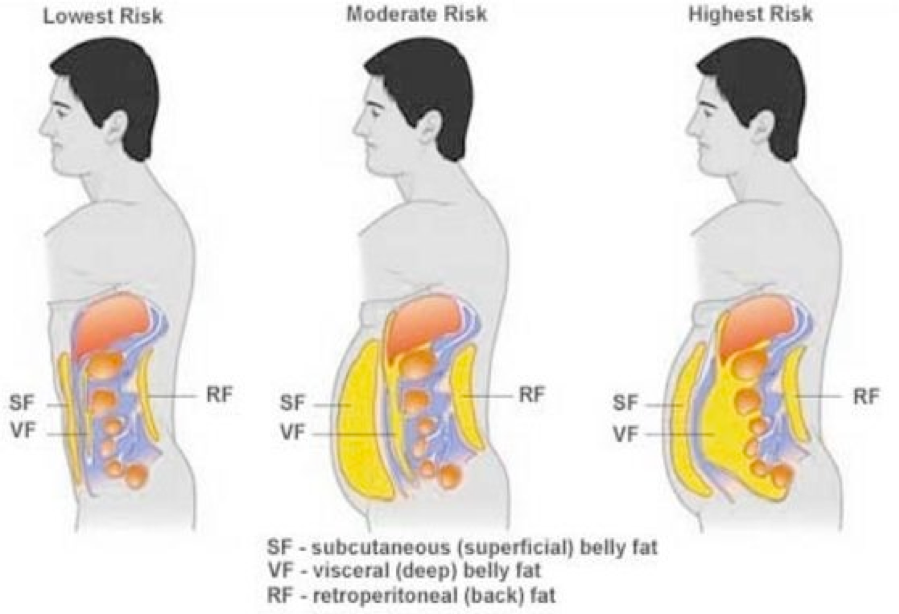 Belly fat reduction and cardiovascular health