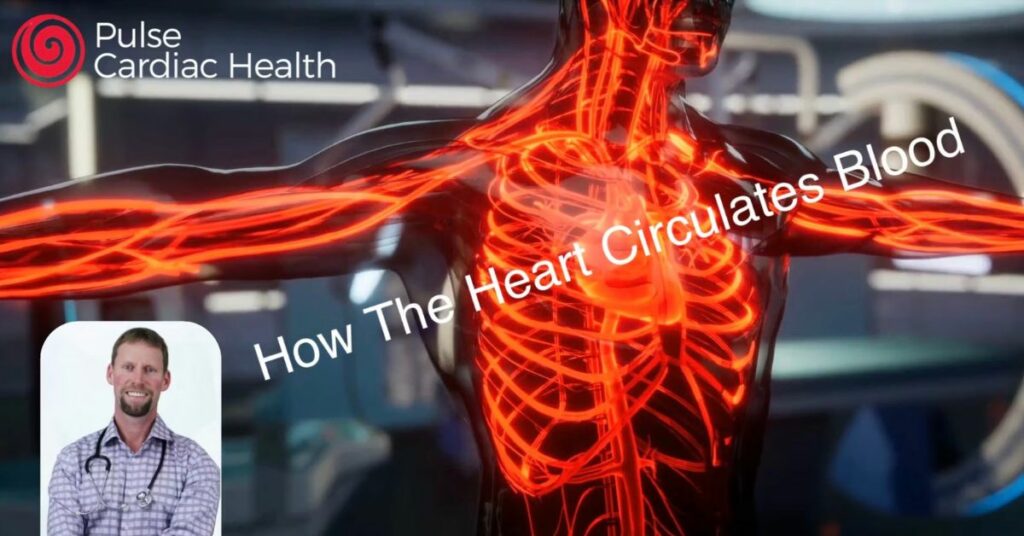 Heart Circulation